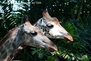 20090423 Singapore Zoo  31 of 97 